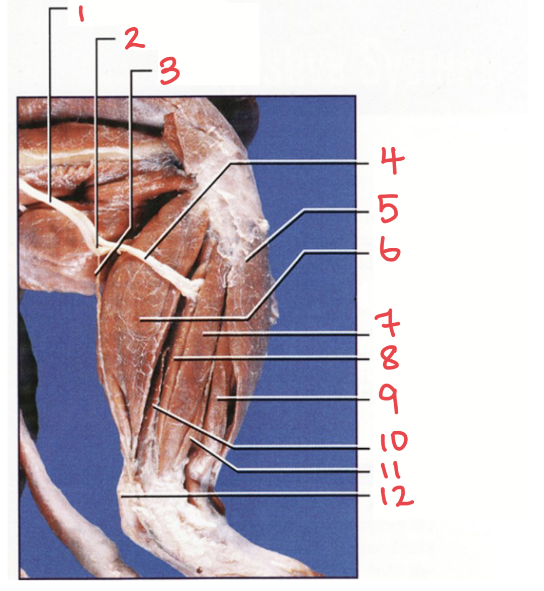<p>3 (nerve)</p>