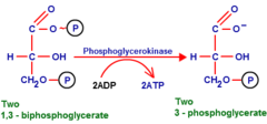 <p>- Catalyzes the first substrate-level phosphorylation step in glycolysis, producing +2 ATP per glucose</p><p>- Classified as ATP-making (A), phosphorylation (P), and Near-equilibrium (E)</p>