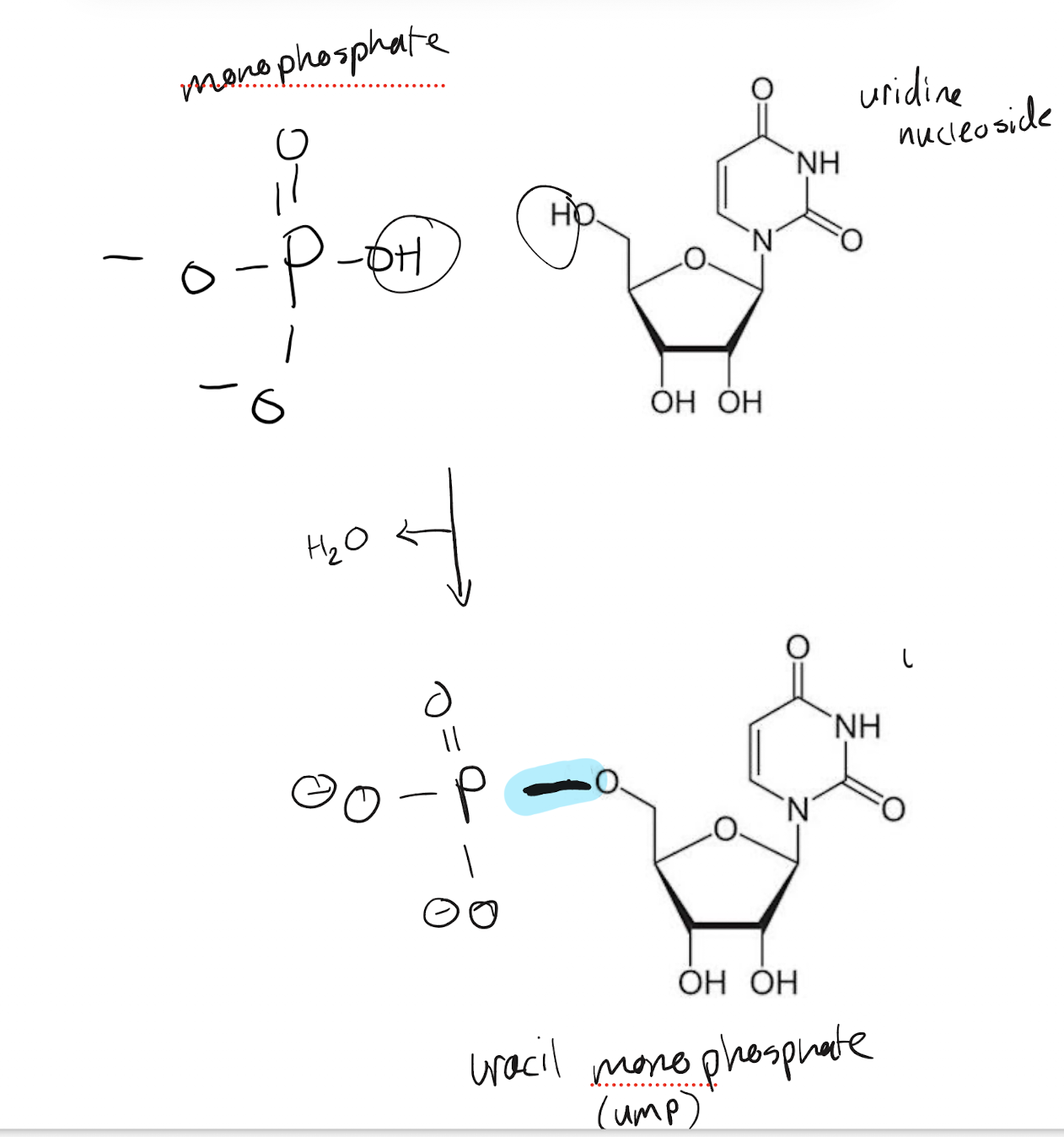 <p>A hydroxyl is removed from the leading phosphate group and a hydrogen is removed from a hydroxyl group (from sugar) in a dehydration reaction, precipitating a water molecule. The oxygen attached to the R group bonds with the central phosphorus atom, forming the C-O-P phosphoester linkage</p>