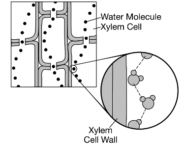 <p>The diagram shows how water can adhere to the xylem in the stems of plants, which contributes to water movement in the plant. Which of the following best explains how water is able to move upward from the roots of a plant, through its xylem in the stem, and out to the leaves?</p><p>A) Water is polar, and the walls of the xylem are nonpolar. Water molecules have the ability to form hydrogen bonds with one another but not with the xylem walls.</p><p>B) Water is nonpolar, and the walls of the xylem are polar. Water molecules are able to form hydrogen bonds with the xylem walls, and they are pulled up the xylem.</p><p>C) Water and the xylem are both nonpolar. Water molecules have the ability to form hydrogen bonds with one another but not with the xylem walls.</p><p>D) Water and the xylem are both polar. Water molecules have the ability to form hydrogen bonds with each other and with the walls of the xylem.</p>
