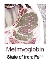 <p>Why metmoglbin occurs</p>