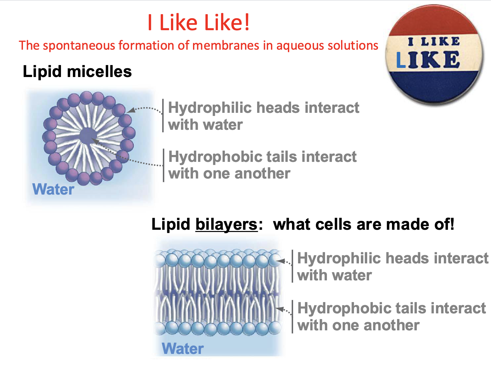 <ul><li><p>Most simple arrangement of phospholipids </p></li><li><p>Hydrophilic heads interact w/water</p></li><li><p>hydrophobic tails interact w/one another</p></li></ul><p></p>