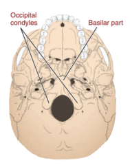 <p>ANTERIOR to the FORAMEN MAGNUM</p>