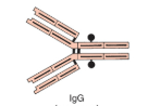 <p>IgG</p>