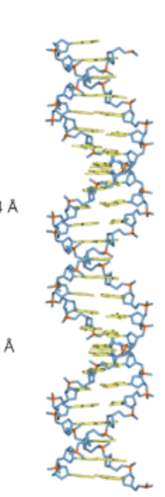 <p>In B-DNA which portion of bases are on the interior </p>