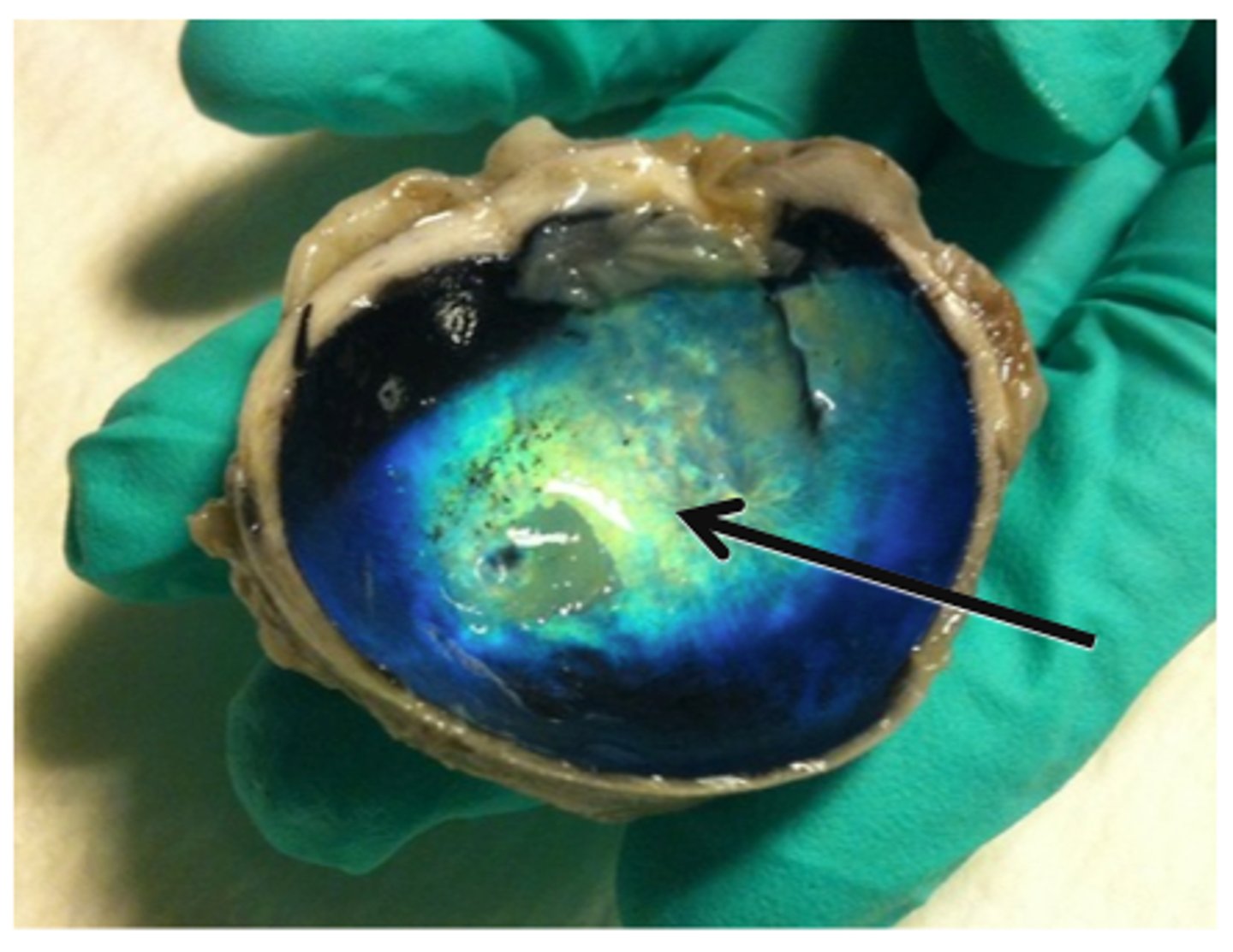 <p>-Iridescent layer in posterior wall</p><p>-found in nocturnal animals</p>