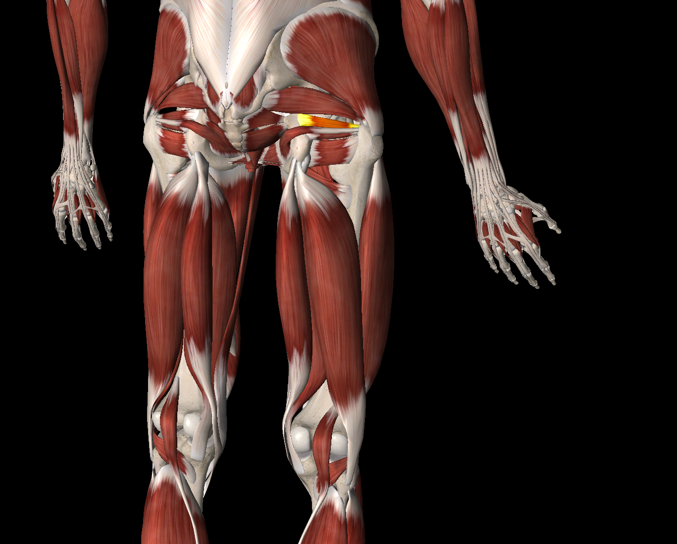 <p>What muscle is this?</p>