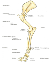 <p>the side of the joint where the act of flexion decreases the resting angle</p>