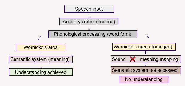 <ul><li><p><span>Repetitive or fluent aphasia</span></p></li><li><p><span>Main difficulty is understanding language (spoken or written)</span></p></li><li><p><span>Speech remains smooth and well-paced but might lack meaning</span></p></li><li><p><span>Linked with damage in the left temporal gyrus</span></p></li></ul><p></p>
