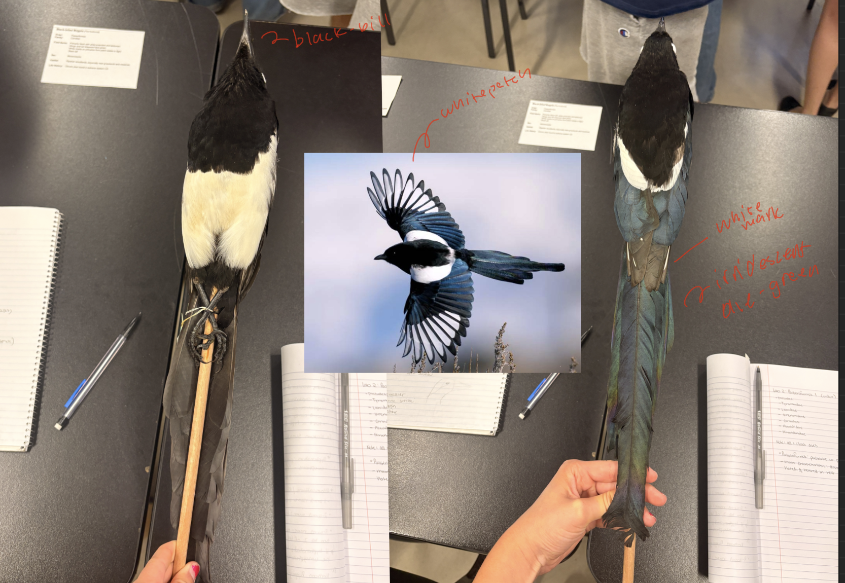 <p>Black-billed Magpie</p><p>Order: Passeriformes</p><p>Family: Corvidae</p><p>Habitat: Riparian woodlands, especially near grasslands and meadows</p><p>Life History:</p><p>Occurs year-round in extreme eastern CA</p>