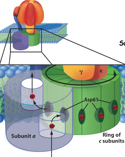 <ul><li><p>subunit a is stationary; it has two half-channels that are physically separated from one another</p></li><li><p>one half-channel leads from the intermembrane space into the middle of the a subunit and the other leads from the middle of the a subunit into the matrix</p></li><li><p>the subunits of the c ring move successively past the stationary a subunit</p></li><li><p>protons are picked up from the intermembrane space one at a time by each c subunit and carried completely around a circle before they are released into the matrix</p></li><li><p>each proton moves from the intermembrane space through the half-channel and binds to a negatively charged Asp residue situated at the surface of the c subunit</p></li><li><p>at the same time, the adjoining c subunit (which was protonated at an earlier step) is aligned with the second half-channel of the a subunit</p></li><li><p>the Asp releases its associated proton, which diffused into the matrix</p></li><li><p>after dissociation of the proton, the c subunit returns to its original conformation</p></li><li><p>binding of the proton to the carboxy group generates a major conformational change in the c subunit that causes that subunit to rotate approx. 30 degrees in a counterclockwise direction</p></li><li><p>the movement brings the adjoining c subunit, which has just released the proton, into alignment with the other half-channel and repeat the cycle</p></li></ul><p></p>