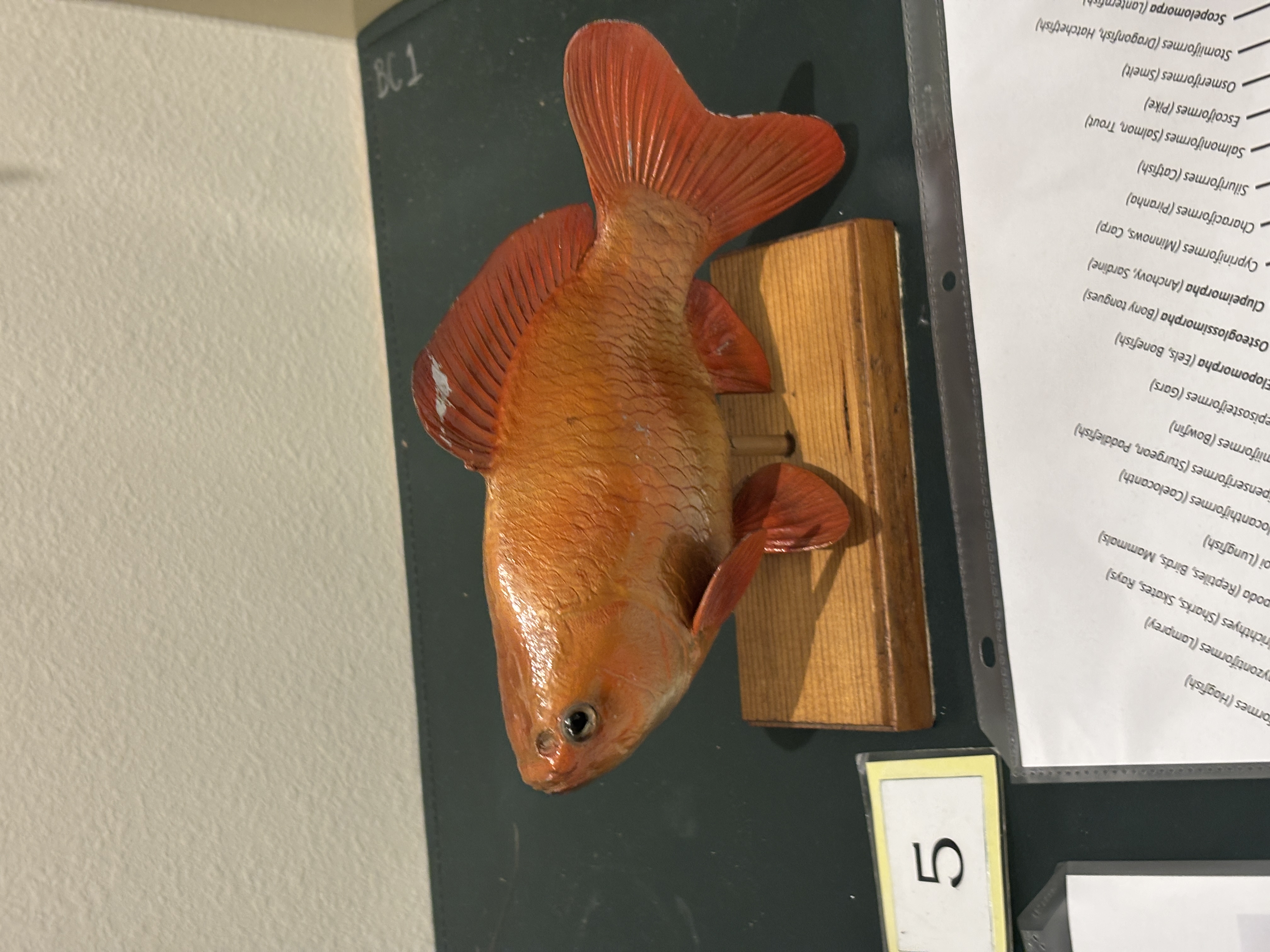 <p>what is a fish</p>