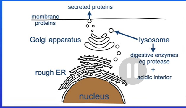 <p>They contain powerful digestive enzymes such as proteases, these digest large molecules into smaller soluble molecules.</p><p>The internal fluid in a lysosome is acidic, this is because lysosomal enzymes have an optimum pH which is acidic</p>