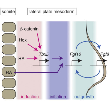 <ul><li><p>forelimb develops in RA permissive field</p></li><li><p>(mesoderm) high <strong>RA </strong>→ +<strong>TBX5 </strong>(TF) → + wnt2b → (ectoderm) +<strong>fgf10 </strong>→ +Wnt3a → + fgf8</p><ul><li><p>+ feedback loop: fgf8 → + fgf10 → + TBX5</p></li></ul></li><li><p>TBX5 = forelimb identity </p></li><li><p>fgf10 = cell division</p></li></ul><p></p>