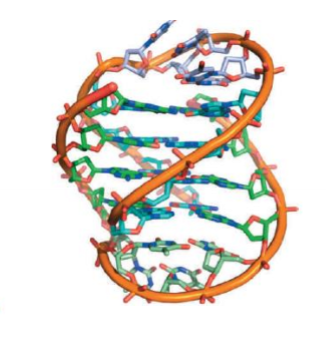 <p>keturi guaninai susijungia</p>