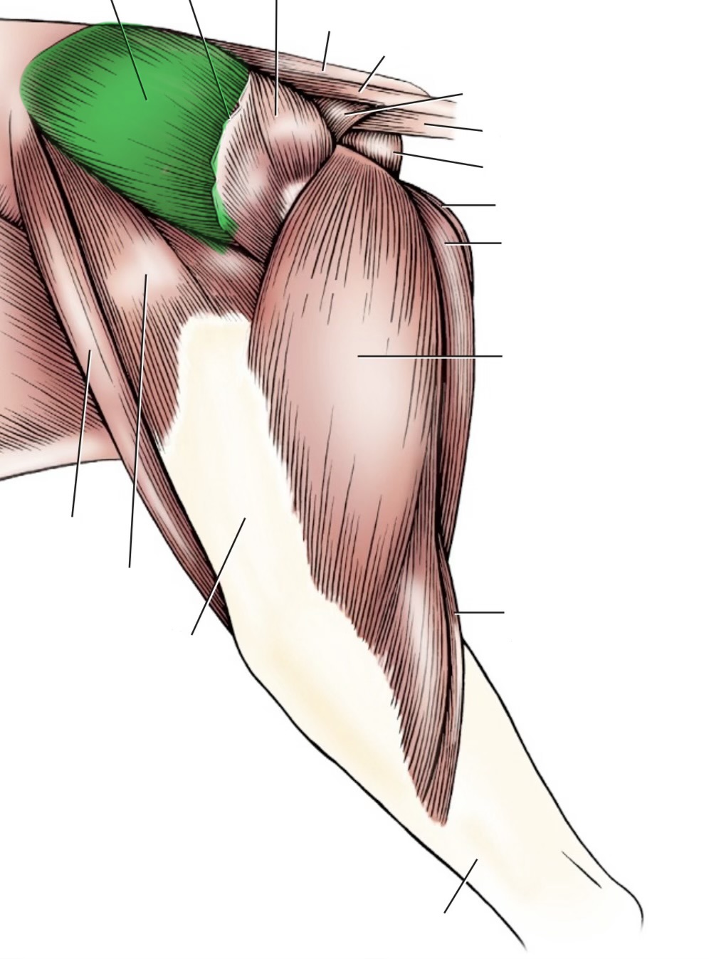 <p>action- extend hip, abduct hip, rotate limb medially (main propulsive muscle)</p><p>origin- ilium</p><p>insertion- greater trochanter of femur (proximal)</p><p>innervation- cranial gluteal n</p>