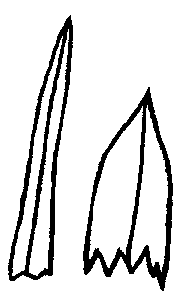 <ul><li><p>leaf apice</p></li><li><p>less than 90 degree angle</p><ul><li><p>broadly or narrowly</p></li></ul></li></ul><p></p>