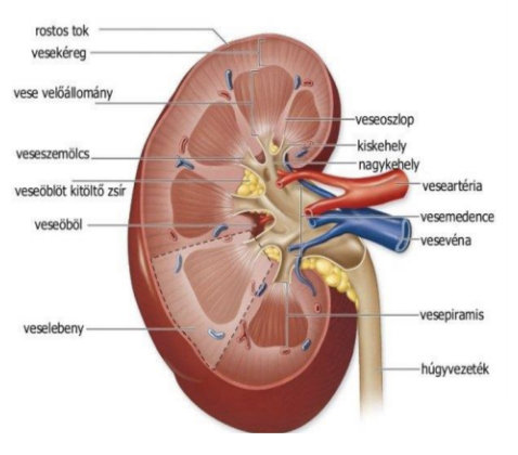 <p><span style="background-color: transparent;"><strong>Kéregállomány</strong></span></p><ul><li><p style="text-align: justify;"><span style="background-color: transparent;">Kívül található</span></p></li><li><p style="text-align: justify;"><span style="background-color: transparent;">Kb. 1 cm széles, sötétebb színű, kissé szemcsézett&nbsp;</span></p></li></ul><p><span style="background-color: transparent;"><strong>Velőállomány</strong></span></p><ul><li><p style="text-align: justify;"><span style="background-color: transparent;">Beljebb található</span></p></li><li><p style="text-align: justify;"><span style="background-color: transparent;"><strong>Vesepiramisok</strong>: egy vesében 10-12 db háromszög alakú, csíkozottságot mutat; szélesebb része a kéreg felé néz</span></p></li><li><p style="text-align: justify;"><span style="background-color: transparent;"><strong>Vesekelyhek</strong>: kehely alakú tágulatok, a vizelet a velőállomány nyílásain kerül át ide; kis- és nagykelyhek vannak</span></p></li><li><p style="text-align: justify;"><span style="background-color: transparent;"><strong>Vesemedence</strong> (<em>pyelon</em>): a vese homorulatában lévő tág üreg, a kelyhekből idejutó vizeletet a vesekaputól kiinduló húgyvezeték szállítja tovább</span></p></li></ul><p></p>
