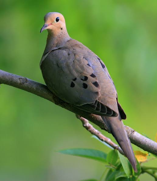 <p>Mourning Dove</p>