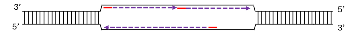 <p>while one strand is elongated in a _____ manner, the other is elongated in a ______ manner</p>