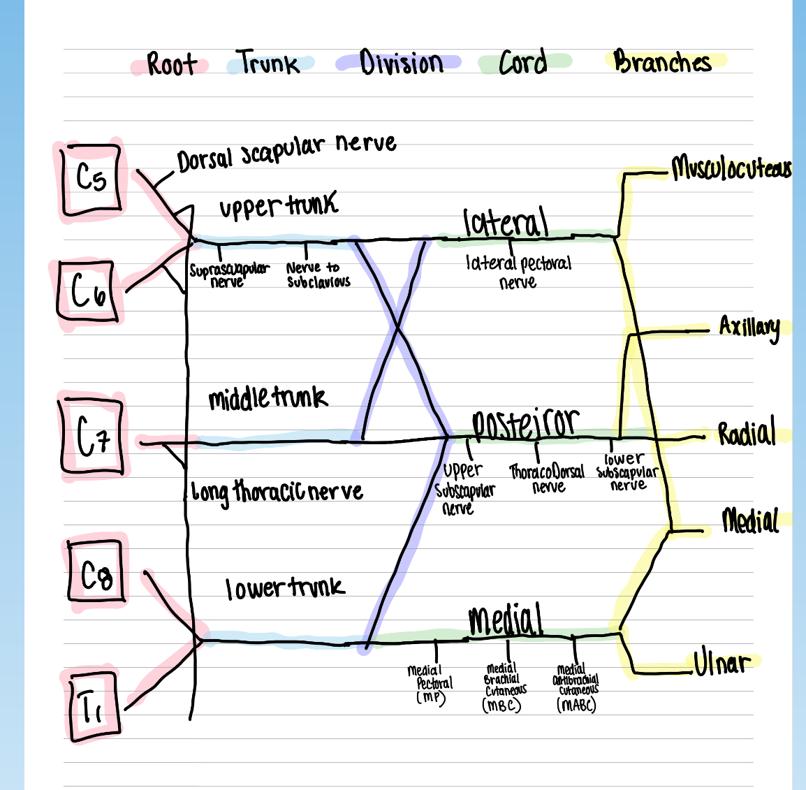 <p><span>Medial and lateral pectoral nerves</span></p>