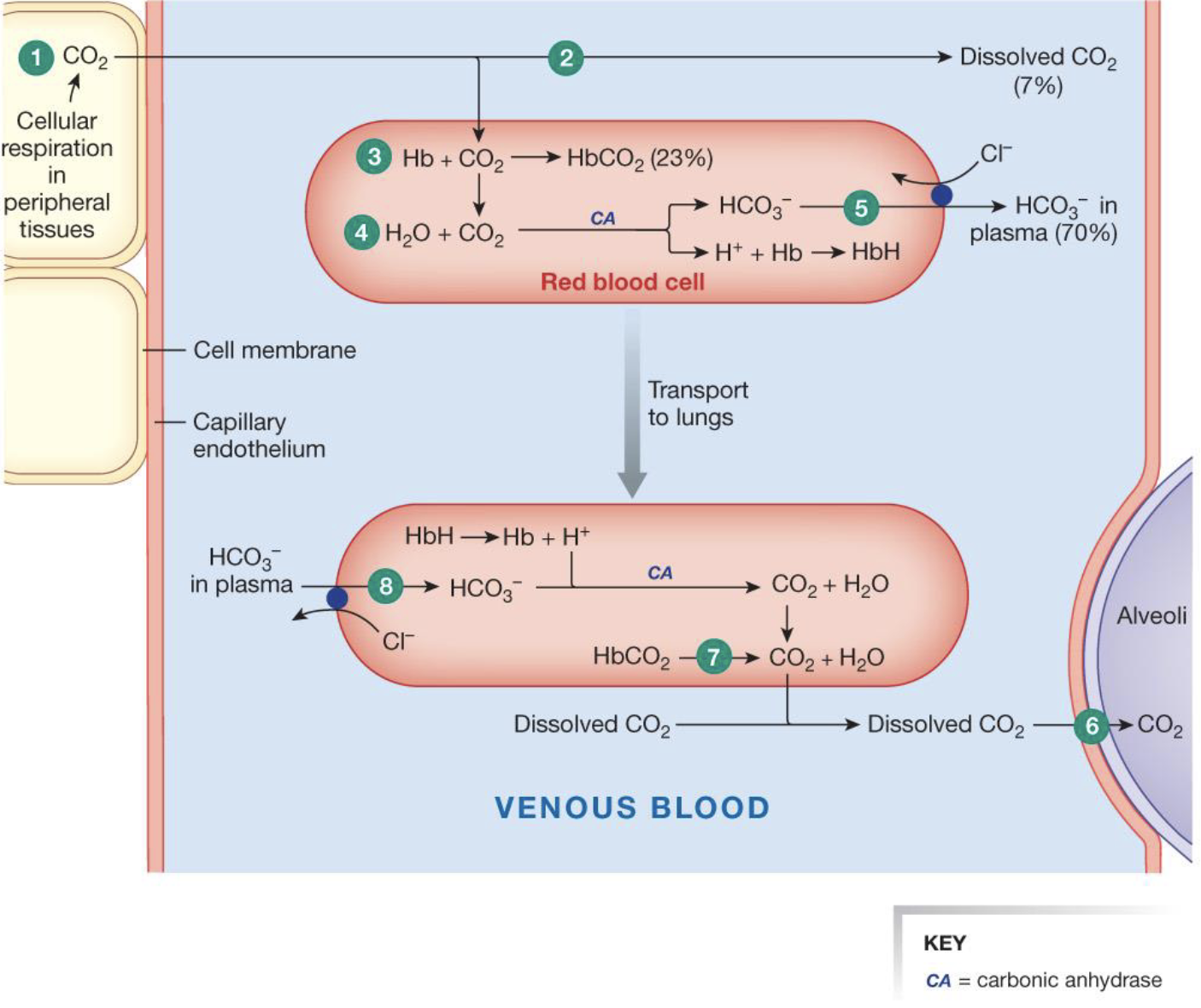 <ol><li><p>CO2 diffuses out of cells into systemic capillaries</p></li><li><p>only 7% of the CO2 remains dissolved in the plasma</p></li><li><p>nearly a fourth of the CO2 binds to hemoglobin, forming carbaminohemoglobin</p></li><li><p>70% of the CO2 load is converted to bicarbonate and H+ (hemoglobin buffers H+)</p></li><li><p>HCO3- enters the plasma in exchange for Cl- (the chloride shift)</p></li><li><p>at the lungs, dissolved CO2 diffuses out of the plasma</p></li><li><p>by the law of mass action, CO2 unbinds from hemoglobin and diffuses out of the RBC</p></li><li><p>the carbonic acid reaction reverses, pulling HCO3- back into the RBC and converting it to CO2</p></li></ol><p></p>
