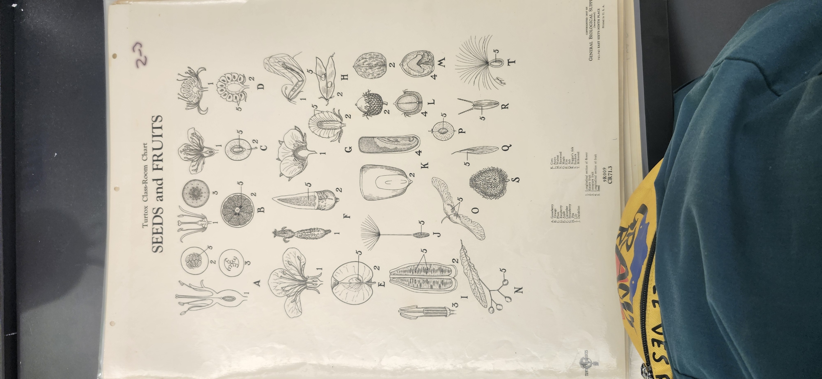 <p>Identify the following structures on Fruit – (fresh specimen: tomato, apple, or string bean); Turtox chart – CR 71.3</p><p>Ovary</p><p>Stigma</p><p>Ovules</p>