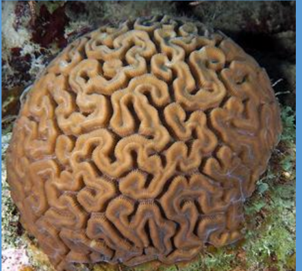 <p>What is this Meandroid/Brain Coral from the Scleractinia order?</p>