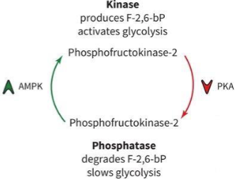 <ul><li><p>AMP-activated protein kinase (AMPK) senses high levels of AMP and turns on the kinase activity of PFK-2, which then makes F-2,6-BP from F-6-P to increase glycolysis</p></li><li><p>Protein kinase A (PKA) inactivates PFK-2 kinase and activates PFK-2 phosphatase function to convert F-2,6-BP to F-1,6-P to slow glycolysis</p></li></ul><p></p>