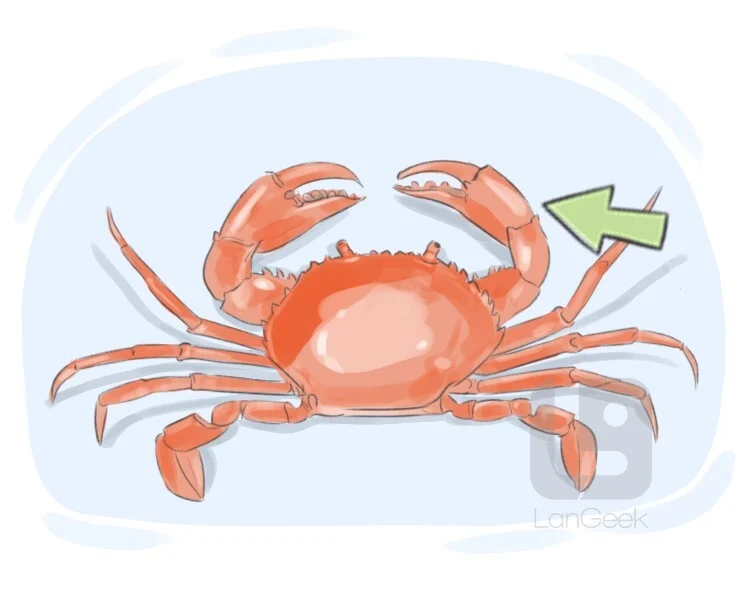 <p>pincer</p>