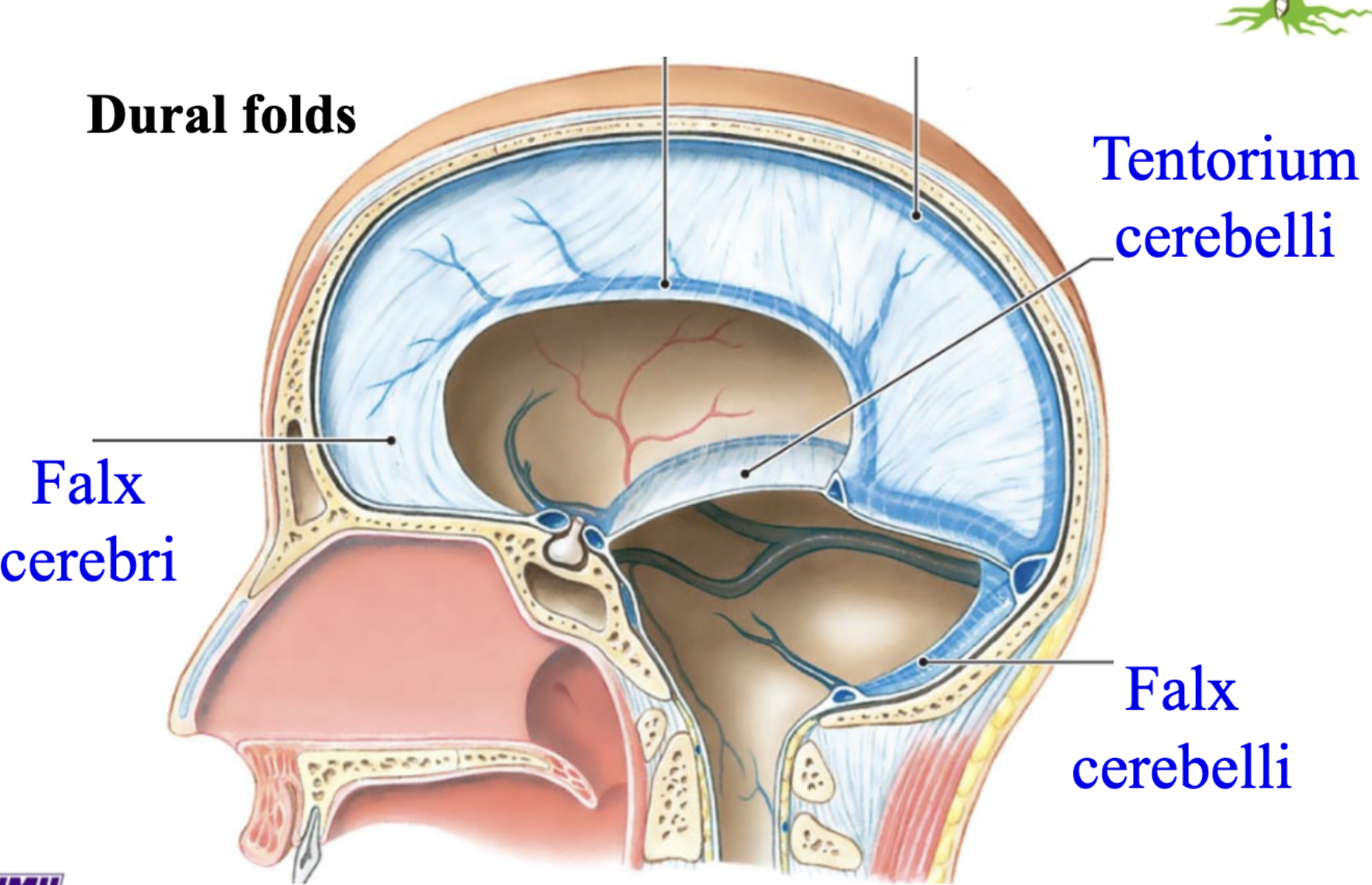 <p><strong>falx crebri</strong> is the most posterior dural fold, it divides the two hemispheres of the <strong><u>cerebellum </u></strong><em>careful not to confuse this with cerebrum</em></p>