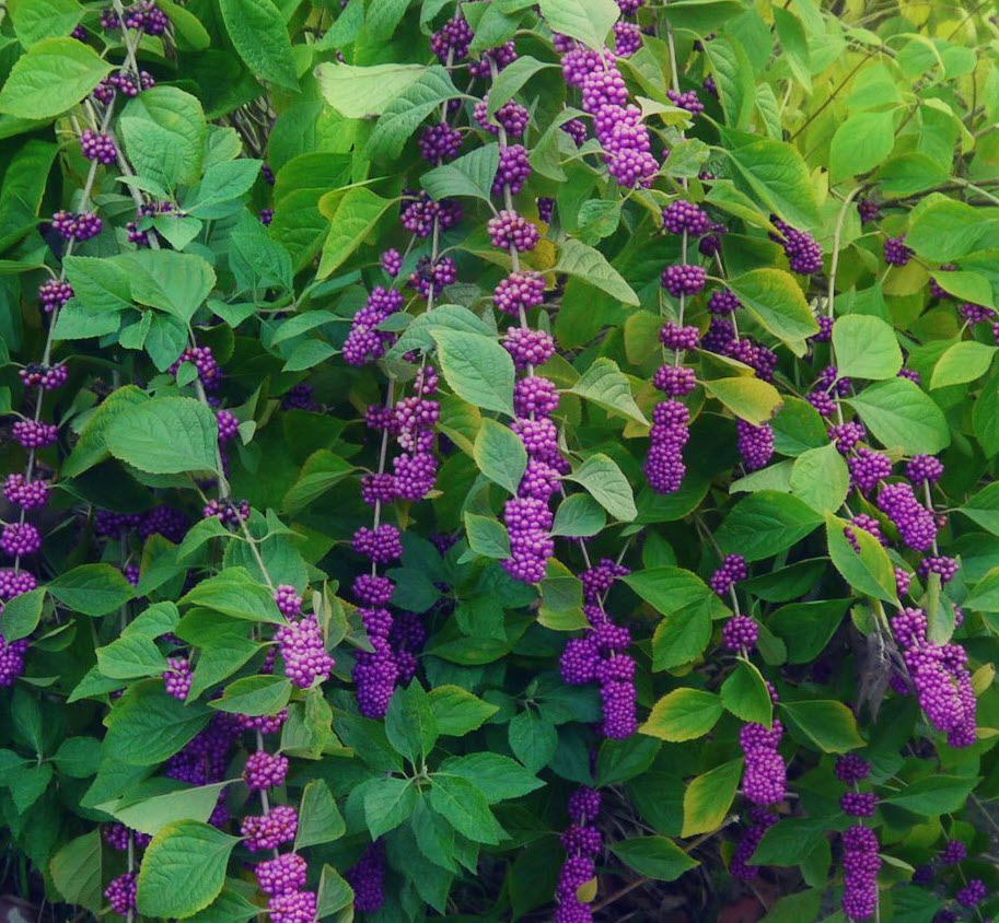 <p>Lamiaceae</p><p>opposite</p><p>big pubescent foliage</p><p>cucumber mosaic virus susceptible</p><p>8-10’ tall</p><p>light lavender flowers on new wood</p><p>hot pink fruit wrapped in clusters along stem</p><p>some have white fruit</p>