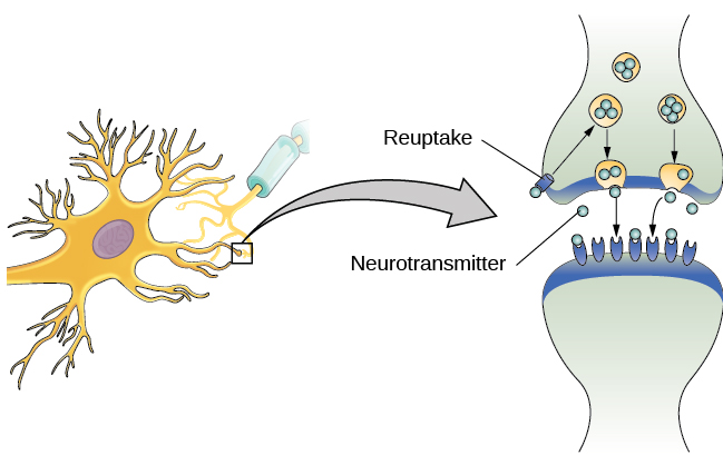 <p>________ and _______ are monoamine neurotransmitters; these are</p><p>important in the autonomic motor nervous system</p>
