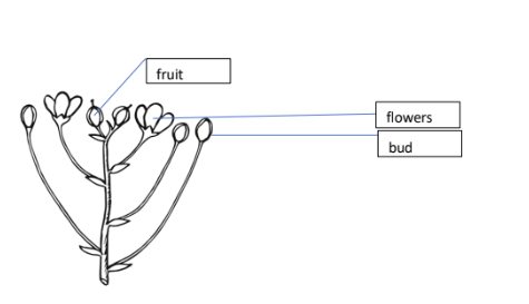 <p>_________ - pedicels arise at different points, lower pedicel = longer than upper ones, flat topped. inner flowers open first than outer flowers</p>