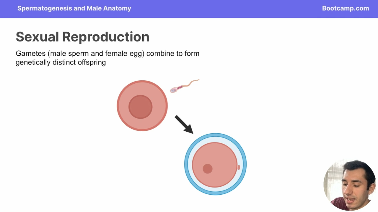 <p>male spem and female eggs combining to form genetically distinct offspring </p>