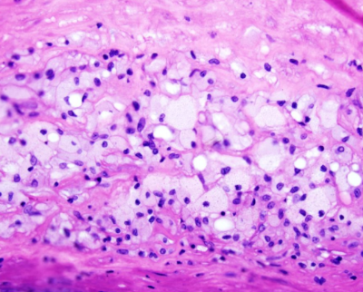 <p>What cell is this </p>