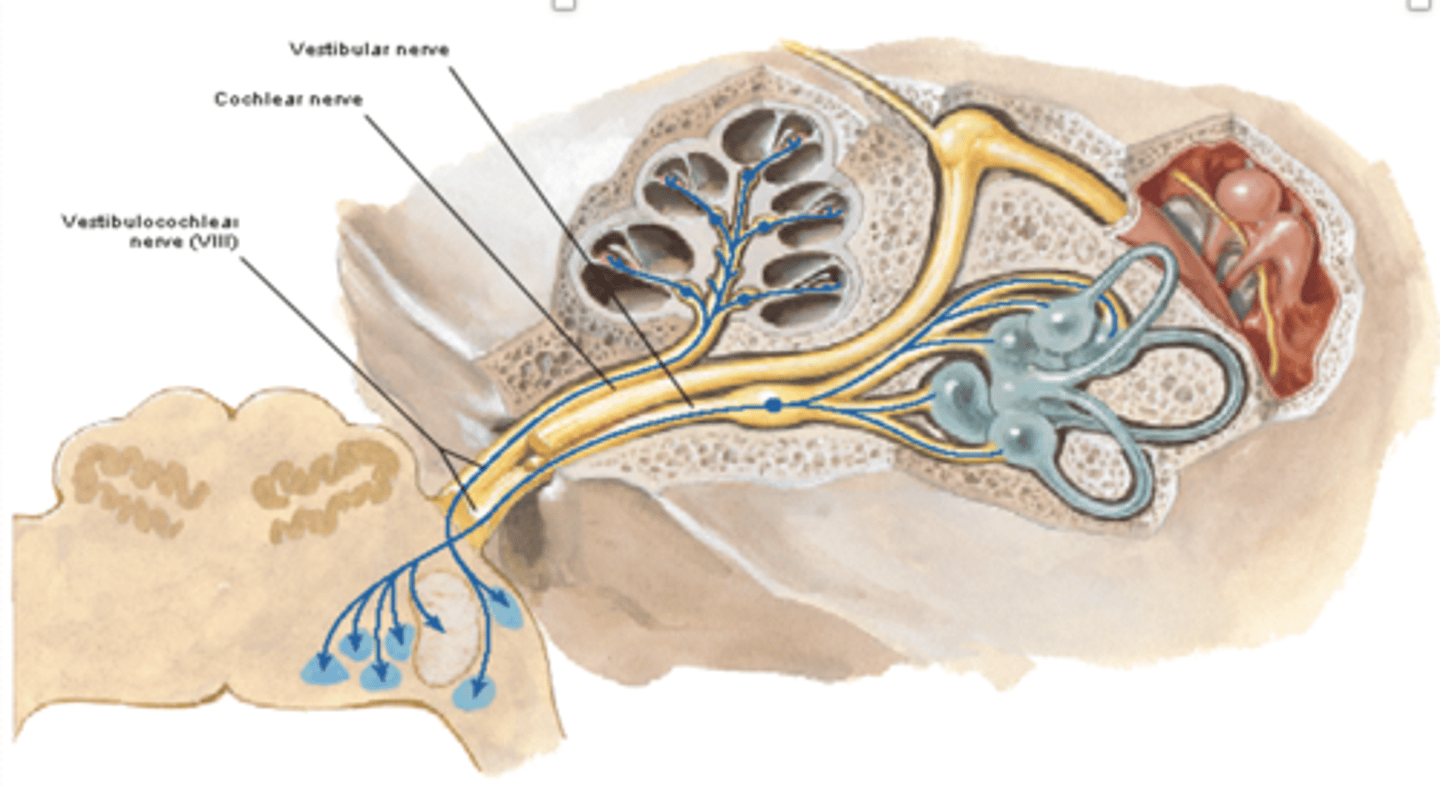 <p>What is the course and type of CN VIII?</p>