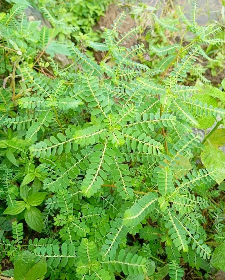 <p>Meniran</p>