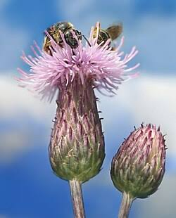 <p>Forb - Introduced perennial with spiny leaves and always multiple small pink-purple flower heads. A highly invasive agricultural and grassland weed that forms colonies through extensive creeping roots.</p>