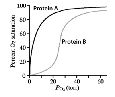 <p>The graph shows O2-binding curves for two globin proteins. </p><p>1. Which protein requires a higher PO2 to reach 50% saturation? </p><p>2. Which protein releases O2 more readily in tissues where PO2 ≈ 20 torr? </p><p>3. Which protein exhibits a sigmoidal binding curve for cooperative binding? </p><p>4. Which protein would function best in O2 transport from lungs to tissues? </p><p>5. Which protein would function more effectively in O2 storage within muscle?</p>