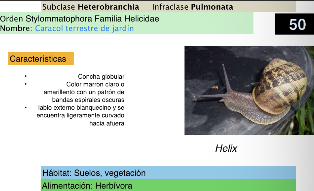 <p><strong>FILO </strong>Mollusca<strong><br>CLASE </strong>Gastropoda<br><strong>SUBCLASE </strong>Heterobranchia</p><p><strong>ORDEN </strong>Srylommatophora<br><strong>FAMILIA </strong>Helicidae<br><strong>NOMBRE COMÚN </strong>Caracol terrestre de jardín<strong> </strong></p><p><strong>GÉNERO </strong><em><u>Helix</u></em><strong><br>CARACTERÍSTICAS </strong><br><strong>RÁDULA <br>ALIMENTACIÓN <br>HÁBITAT</strong></p>