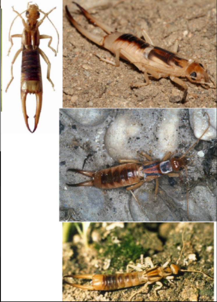 <p>ŘÁD- česky, latinsky</p><p>Podřád- /</p><p>Infrařád- /</p><p>Čeleď- /</p><p>Rod- /</p><p>Druh- česky</p><p>(omnivorní, vzácný, 30 mm, světlejší)</p>