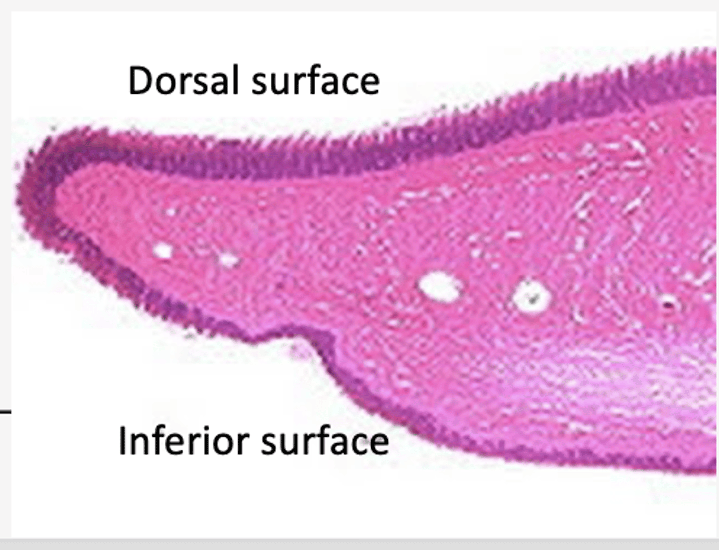 <p>Identify the mucosa</p>