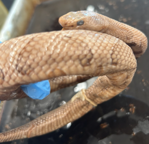<p>What species is this</p>