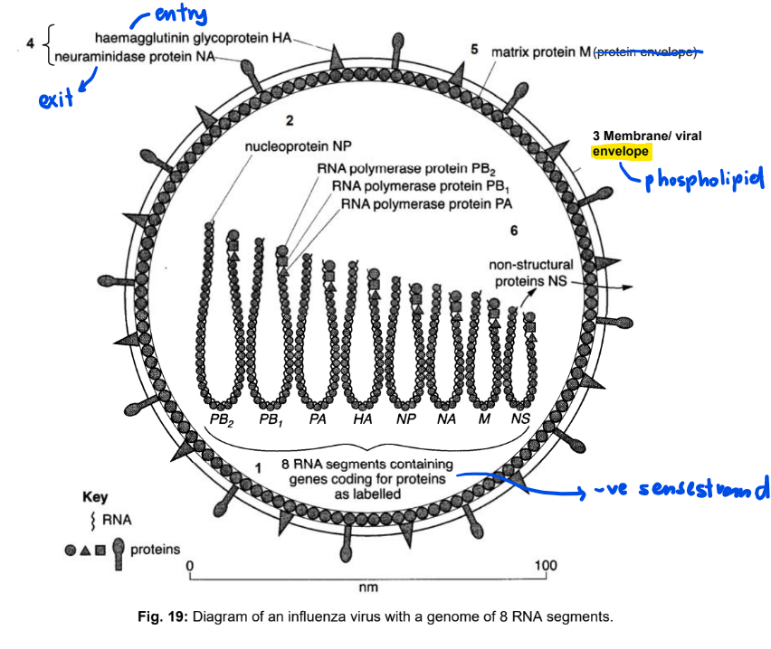<p>Structure of Influenza Virus (common):</p><ul><li><p><strong><u>Genome (nucleic acid)</u></strong></p><ul><li><p><u>Eight different segments</u> of <u>negative (-) sense single-strand RNA</u> </p></li><li><p>(-) sense strand RNA must be <u>converted</u> into the <u>complementary (+) sense RNA</u> before it can be used for translation of viral proteins</p></li></ul></li><li><p><strong><u>Protein coat</u></strong></p><ul><li><p><u>Nucleoprotein (NP)</u> associate with the viral nucleic acid to form <u>nucleocapsid</u></p></li></ul></li></ul><p></p><p>Structure of Influenza Virus (unique to influenza virus):</p><ul><li><p><strong><u>Membrane / Viral Envelope</u></strong></p><ul><li><p><u>Phospholipid bilayer</u> obtained from host upon budding</p></li></ul></li><li><p><strong><u>Surface Glycoproteins</u></strong></p><ul><li><p>Haemagglutinin (HA) </p><ul><li><p>HA binds to sialic acid containing receptors</p></li><li><p>Attach virus to the receptor on the host cell membrane</p></li></ul></li><li><p>Neuraminidase (NA)</p><ul><li><p>Hydrolyses mucus allowing virus to enter cells of the respiratory tract</p></li><li><p>Facilitate budding by cleaving sialic acid containing receptors</p></li></ul></li></ul></li><li><p><strong><u>Protein Envelope</u></strong> </p><ul><li><p>It is the <u>matrix protein</u> that forms second layer of envelope, enclosing the nucleocapsid</p></li><li><p>M1 → Monomers of matrix protein</p></li><li><p>M2 → Acts as an ion channel to lower or maintain the pH of the endosome in the host cell</p></li></ul></li><li><p><strong><u>Enzymes</u></strong></p><ul><li><p>PB1, PB2, PA </p><ul><li><p>To form <u>RNA-dependent RNA Polymerase</u> (replicase) responsible for replication and transcription</p></li></ul></li><li><p>NS 1 </p><ul><li><p>Regulates viral replication mechanisms and cellular signaling pathways</p></li></ul></li></ul></li></ul><p></p>