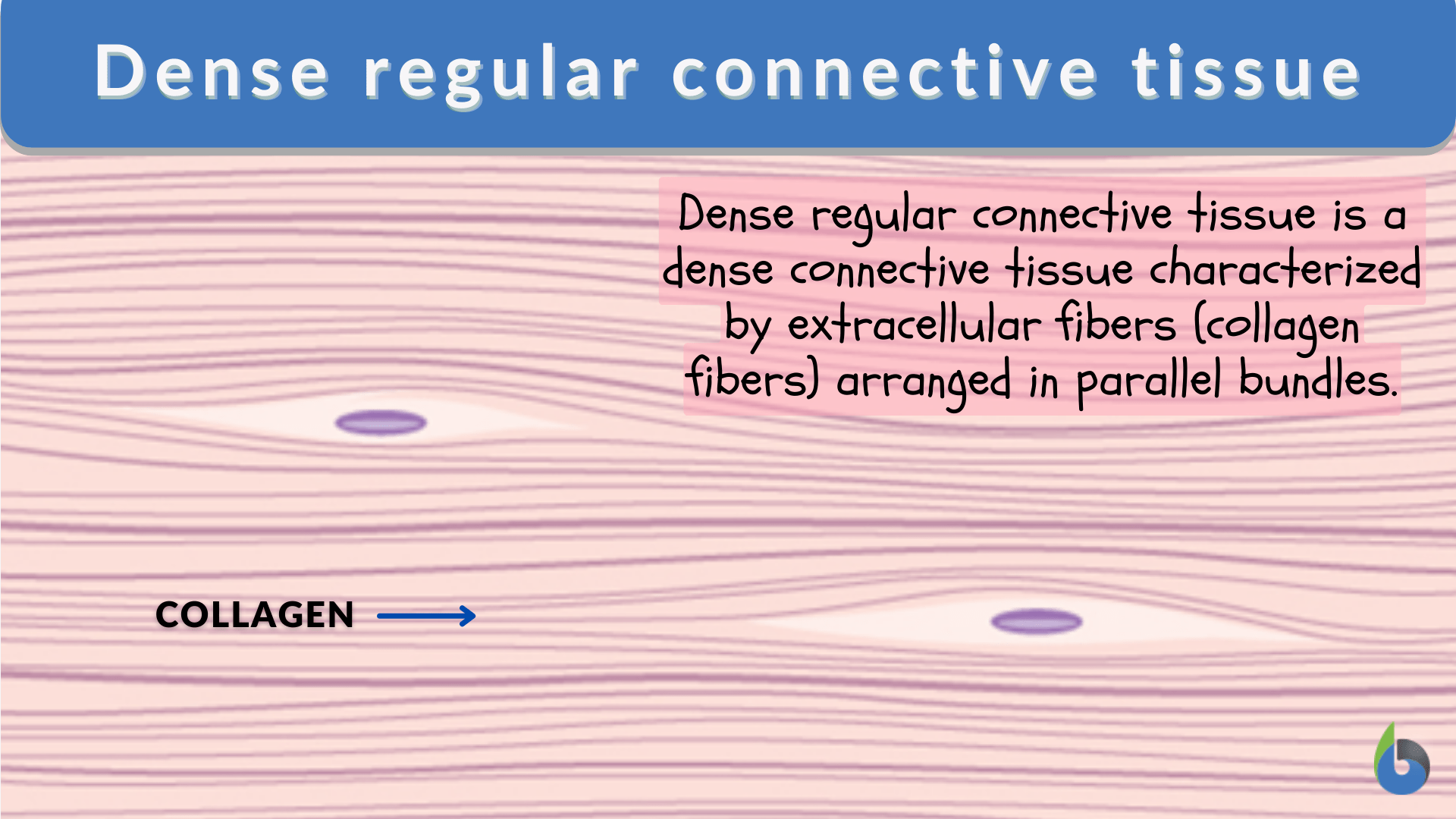<p>Connective tissues that are tightly packed, parallel, and help resist pulling forces in ONE direction. </p>