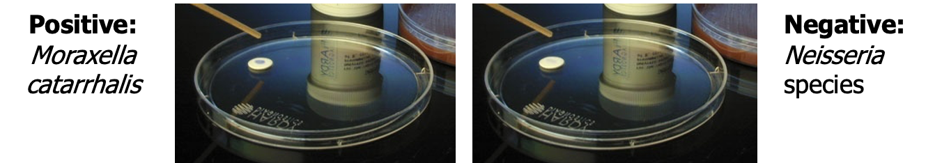 <p>Purpose: presumptive ID of Moraxella catarrhalis (differentiates Moraxella from Neisseria)</p><p>Positive: Morazella catarralis (Blue)</p><p>Nagative: Neisseria species (no color)</p><p></p><p>Principle: filter paper discs contain bromo-chloro-indoyl butyrate, butyrate esterase hydrolyzes butyrate (tributyrin) to produce indoxyl butyrate- which forms a blue/indigo compound</p><p></p><p>Procedure: add a disc to a slide or tube, inoculate with organism and add reagent. look for blue color.</p>