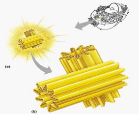 <p>Centrioles</p>