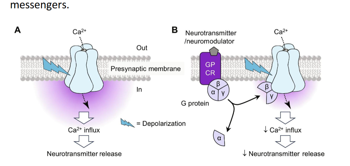 <p>Gi modulates response of N-type Ca to dampen effect (also indirect downstream signaling)</p>