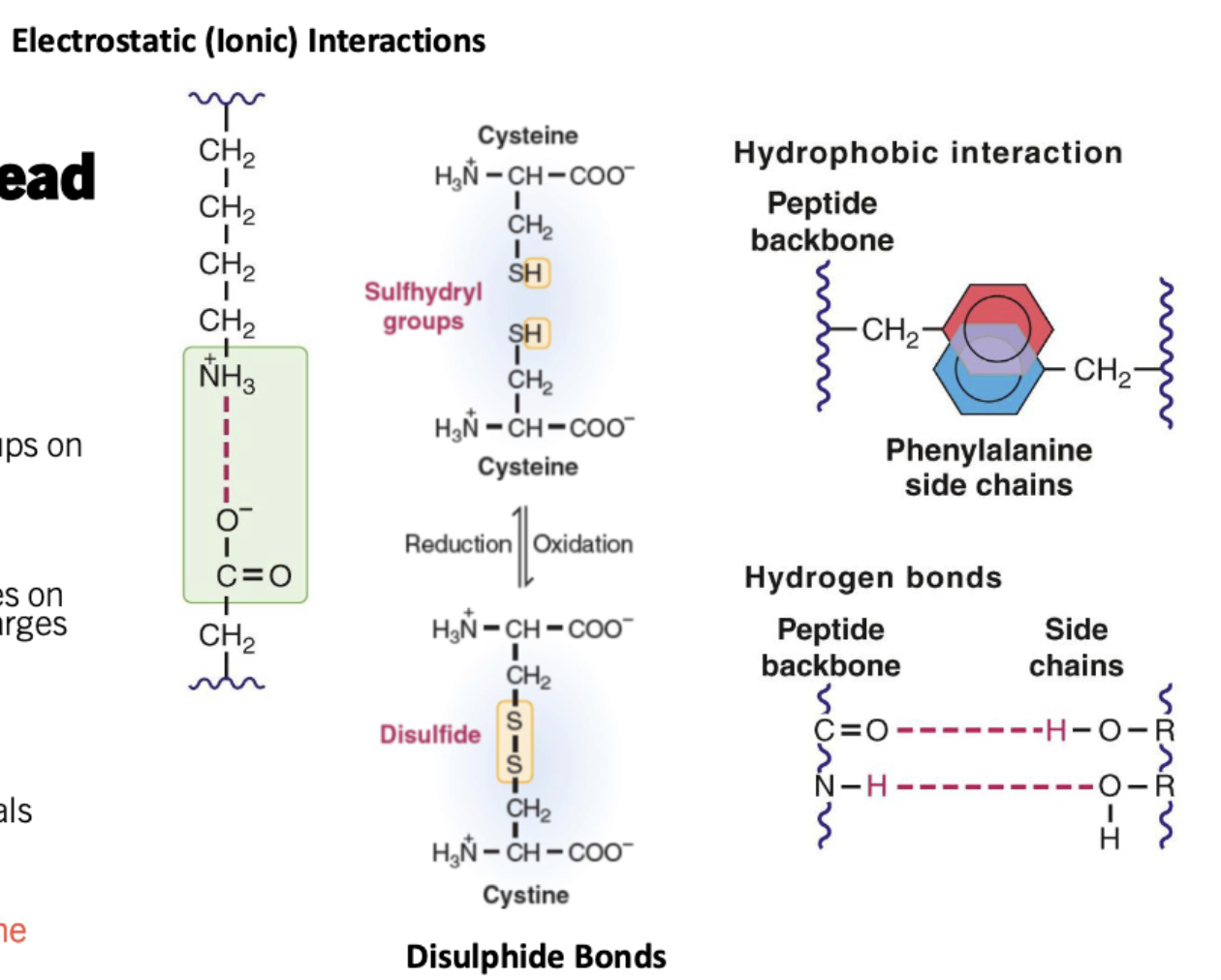 <ul><li><p>Electrostatic (ionic) Interactions: interactions between charged groups on different amino acids</p></li><li><p>Hydrogen bonds: interactions between amino acids mediated by the partial positive charger on hydrogen and partial negative charges on other atoms</p></li><li><p>Hydrophobic interactions: grouping of non-polar amino acids (non-specific associations between closely packed atoms a.k.a Wan der Waals)</p></li><li><p>Disulphide bonds: a covalent bond only forms by two cyctseines to form a cystine</p></li></ul><p></p>